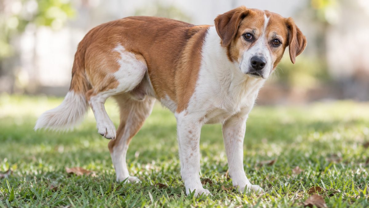Cachorro mancando da pata de trás: pode ser ligamento?