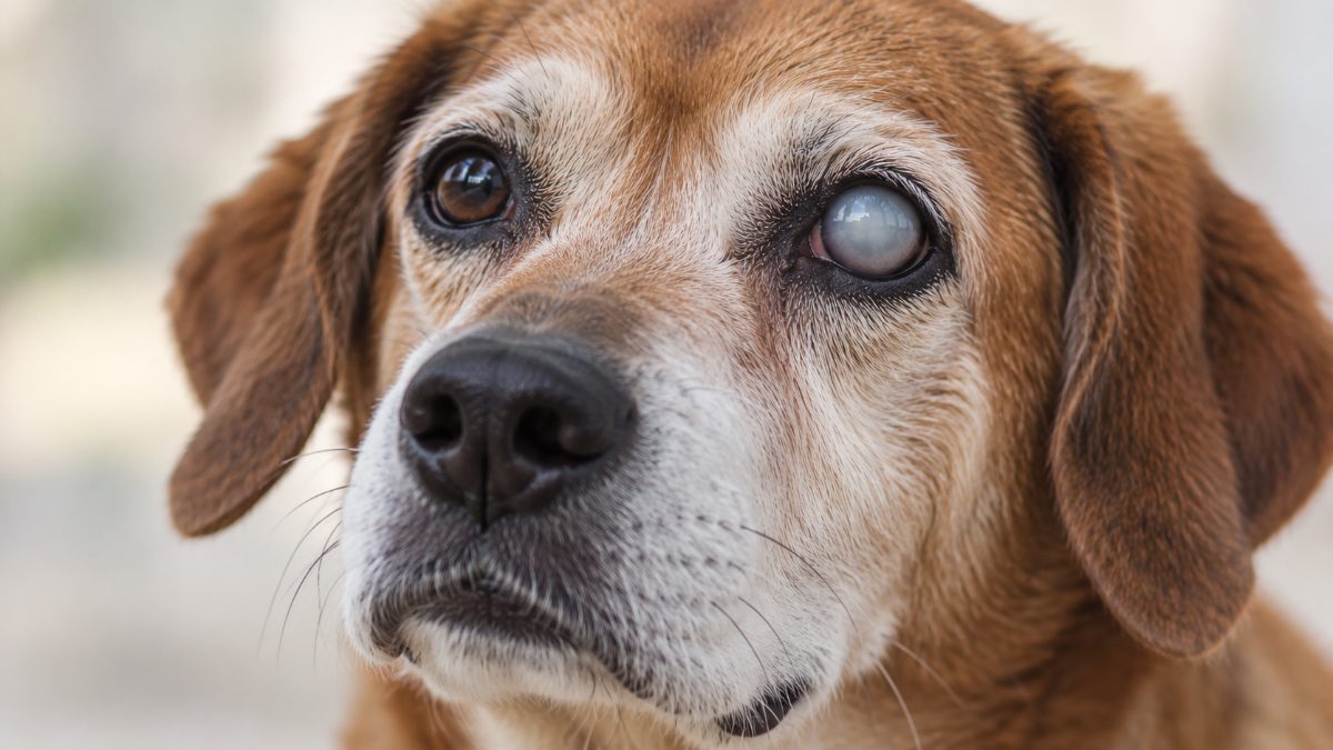 Catarata em cachorro tem cura? Como funciona a cirurgia