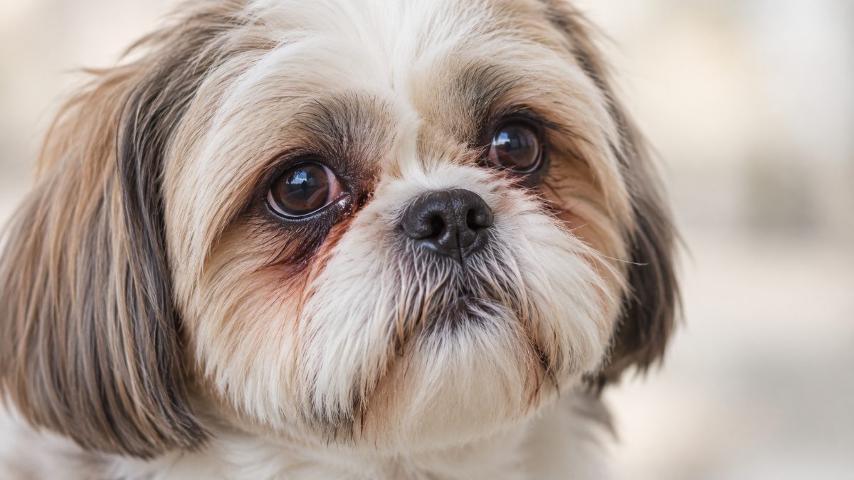 Shih Tzu com olho lacrimejando: causas e cuidados