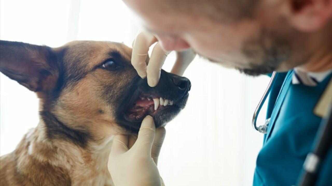 Tártaro em cachorros: você sabe o que é ?