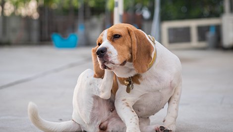 Pet coçando? Pode ser pulga ou carrapato!