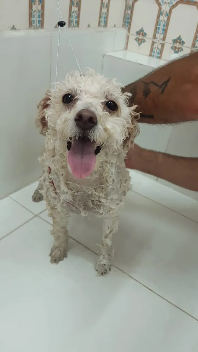 Cachorro de pelo branco molhado após o banho