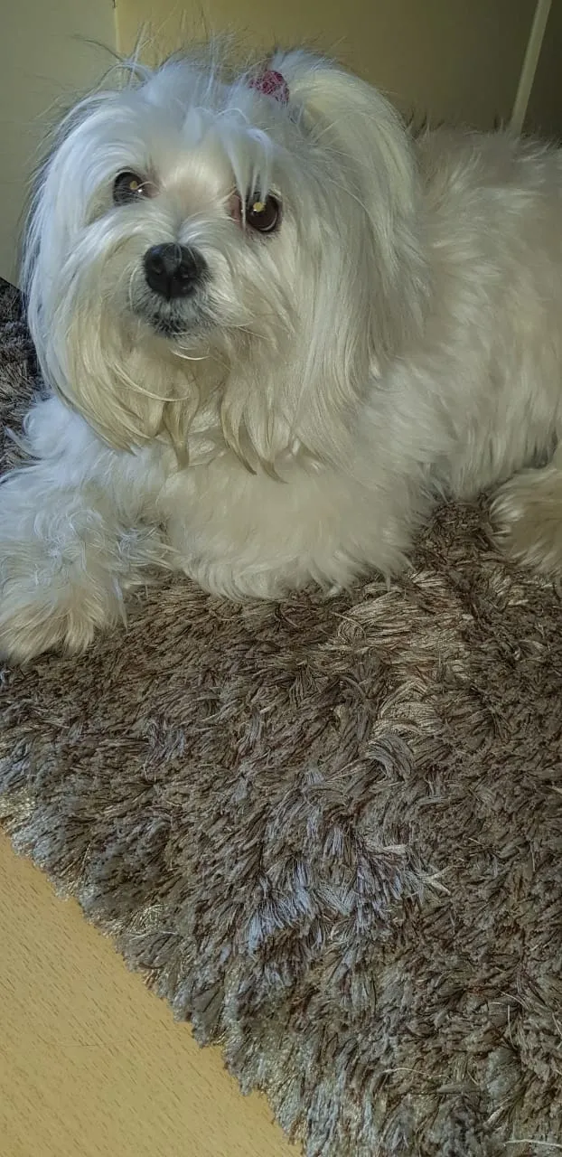 Cão de pelo branco descansando em tapete felpudo