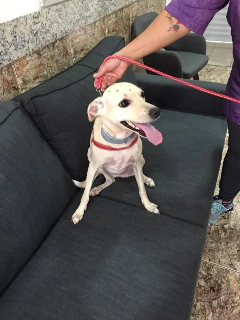 Cachorro branco sentado no sofá
