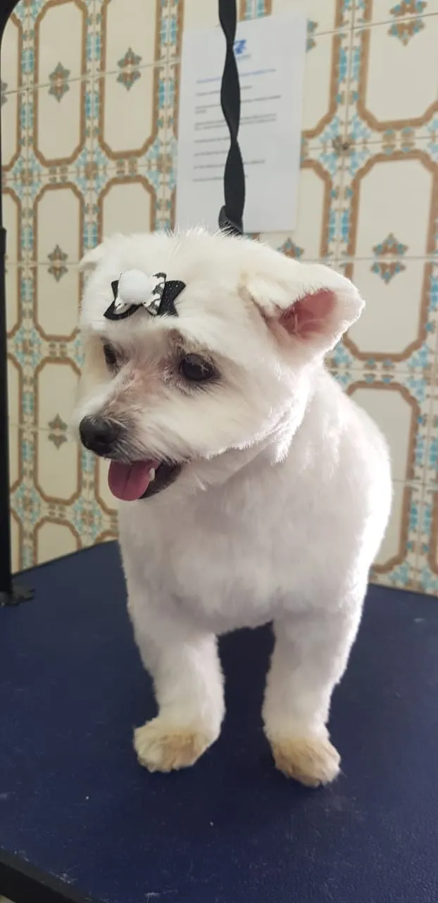 Cachorro branco de pelo curto sorrindo