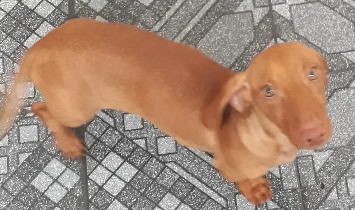 Cachorro de pelo caramelo em pé