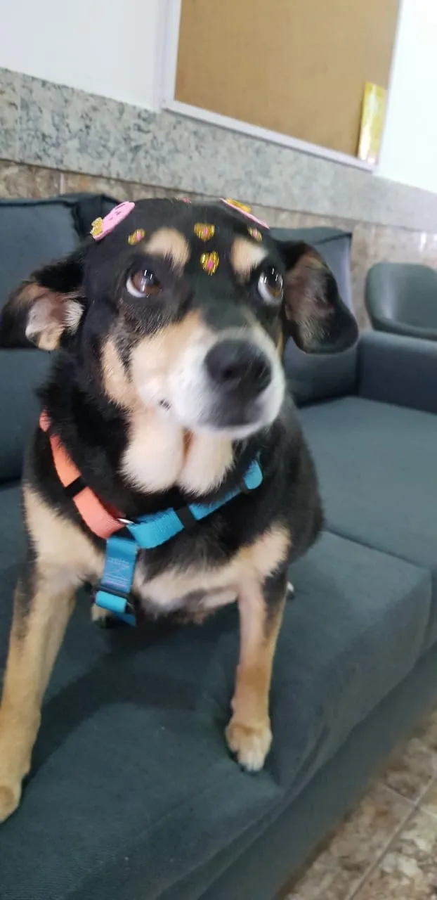 Cachorro preto e caramelo com peitoral azul no carro
