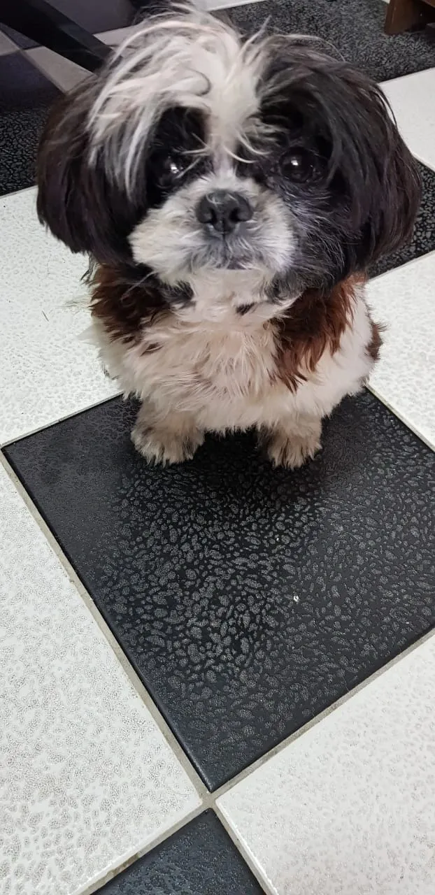 Cachorro de pelo branco e marrom sobre a balança