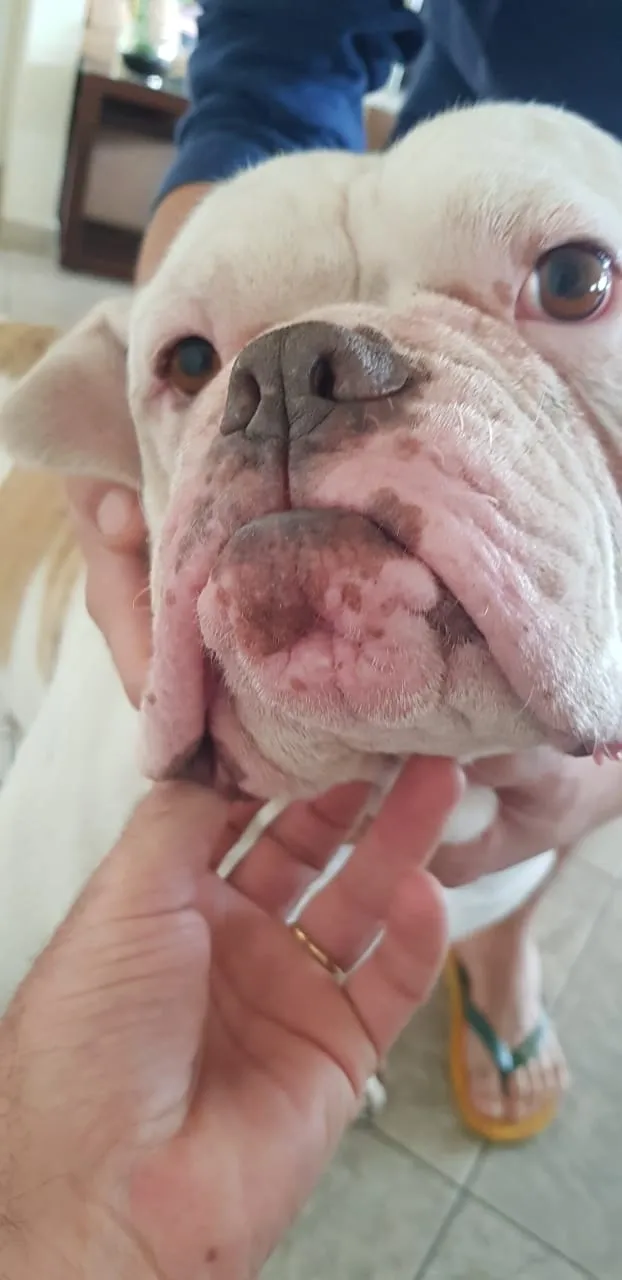 Cão de pele enrugada durante avaliação