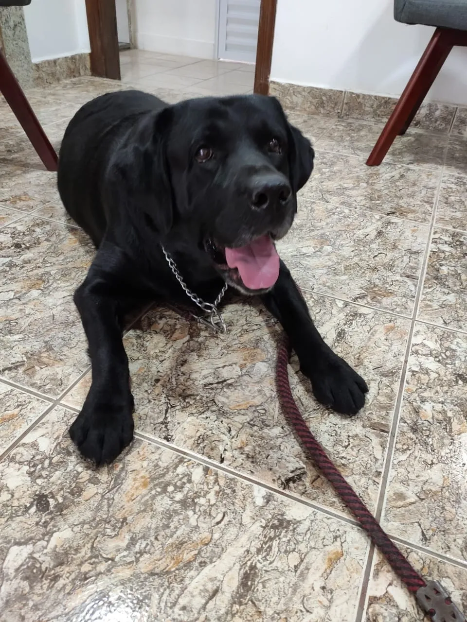 Cachorro preto deitado no piso com guia