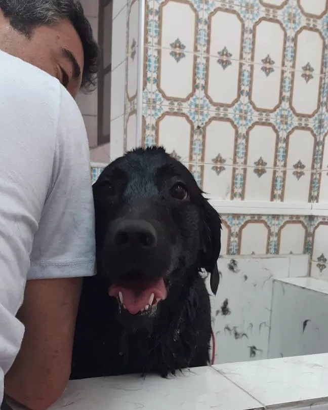 Cachorro preto de pelo curto ao lado do tutor