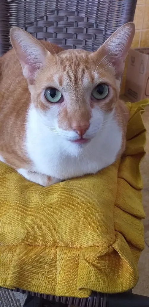 Gato branco e laranja descansando em manta amarela