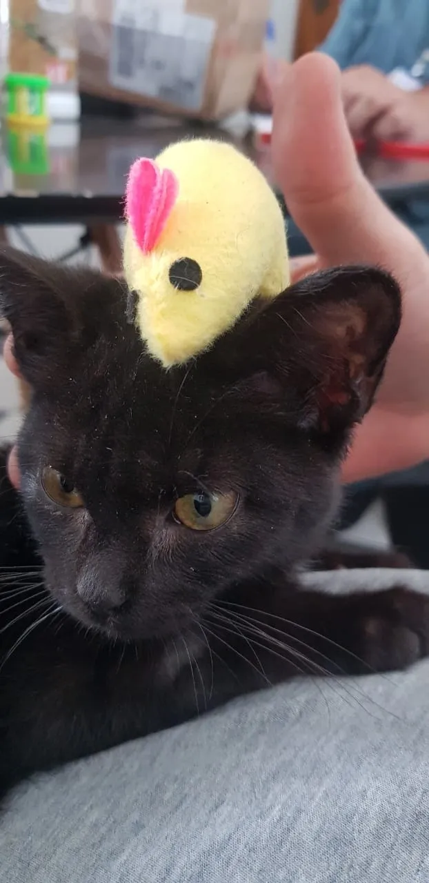 Gato preto de olhos amarelos em close