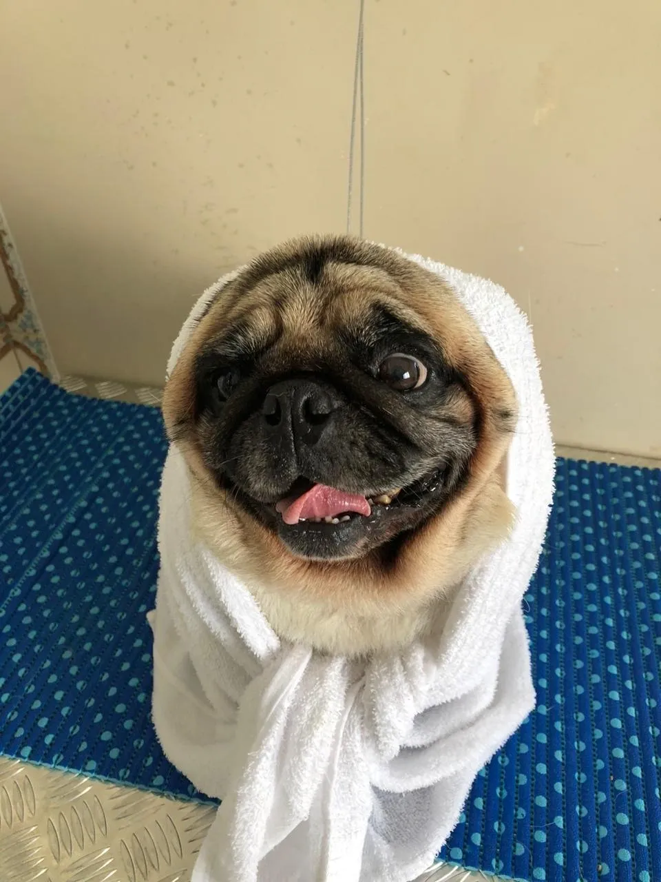 Pug enrolado em toalha